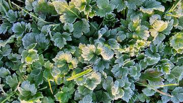 GARDEN CENTRE PLANTS BGN