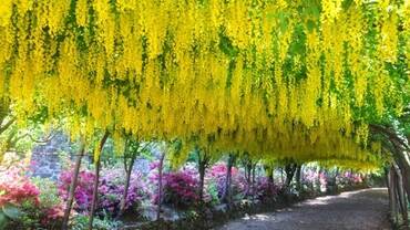 LABURNUM ARCH FULL COLOUR