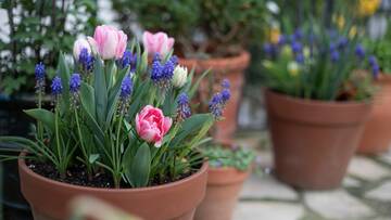 Garden Centre image with flowering pots